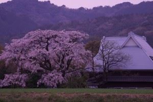 宝珠寺　しだれ桜④